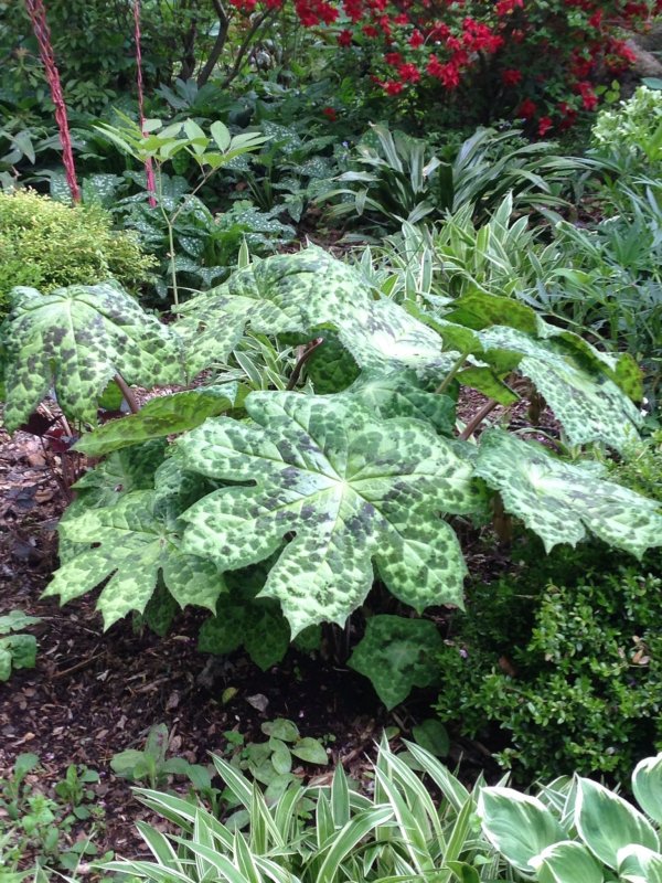 Подофилл шеститычинковый (podophyllum hexandrum)