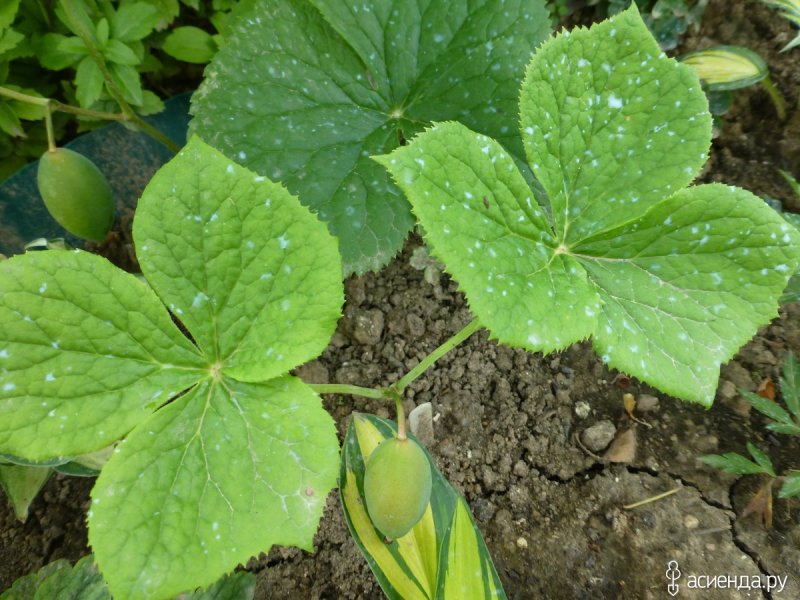 Podophyllum peltatum