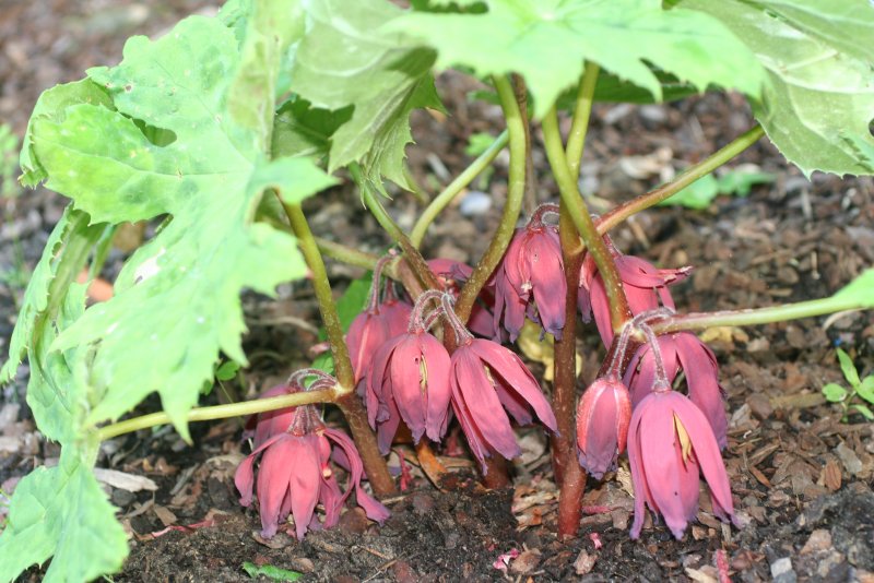 Podophyllum peltatum