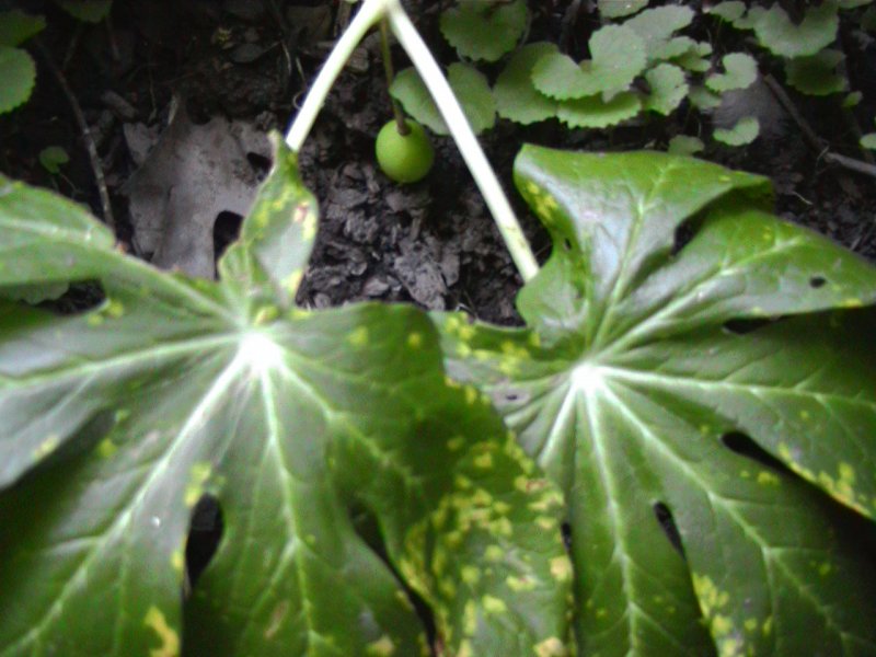 28. Подофилл Эмода podophyllum emodii