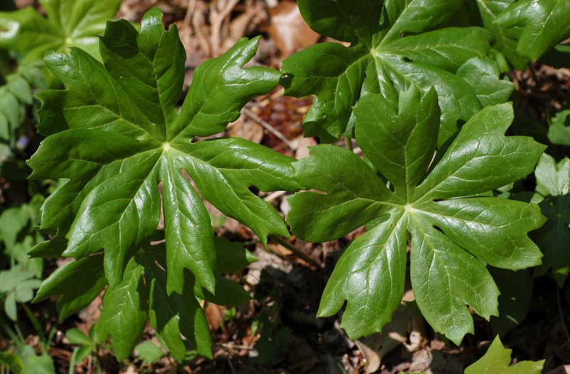 Подофиллум podophyllum spotty Dotty
