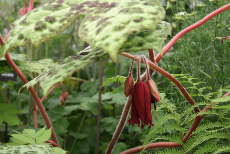 Подофилл Эмода podophyllum emodii