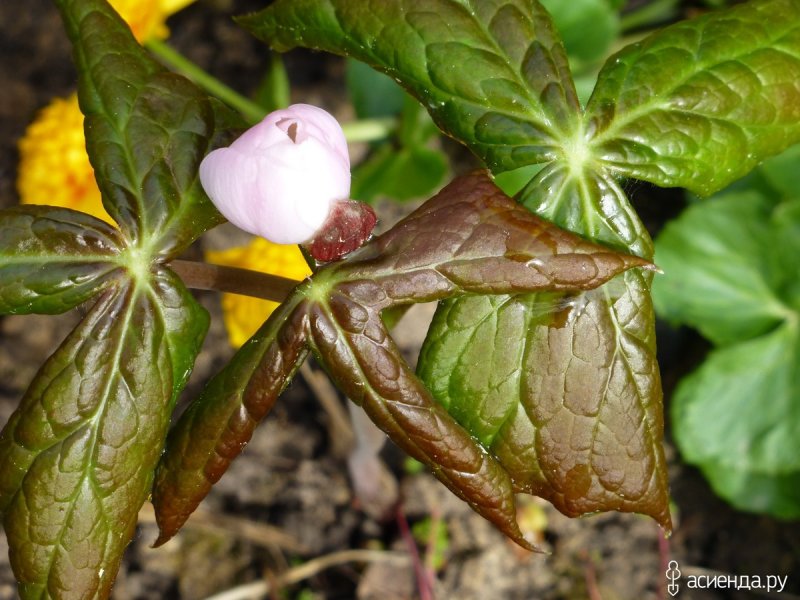 Подофилл podophyllum Versipellis
