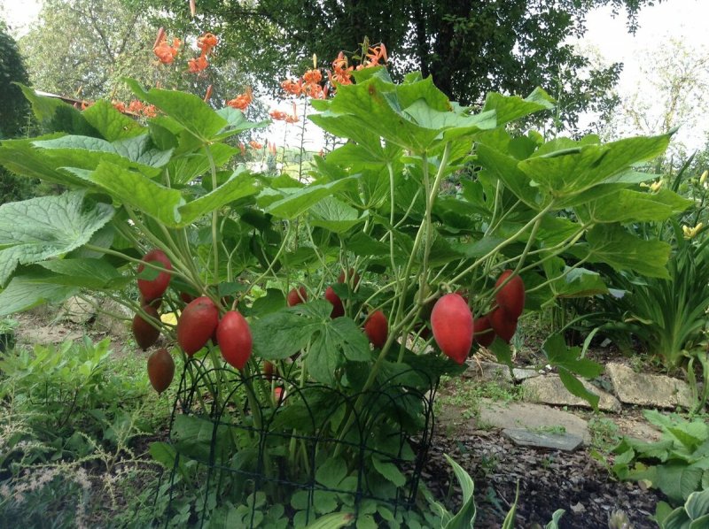 Подофилл Эмода podophyllum emodii