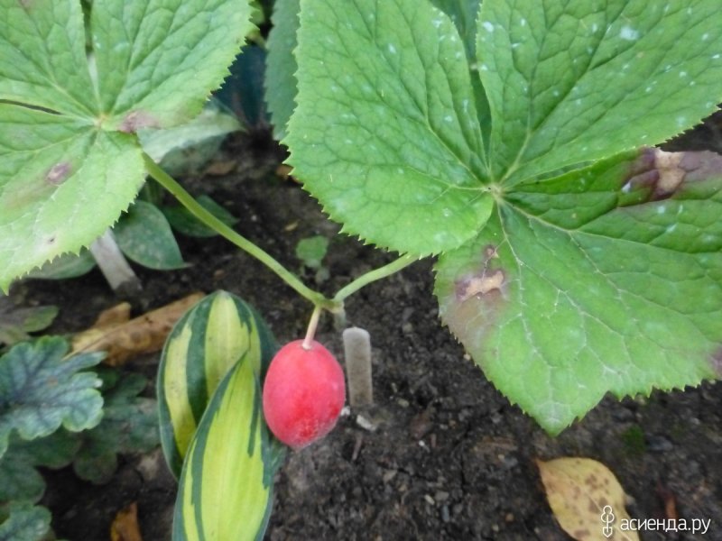 Podophyllum emodii