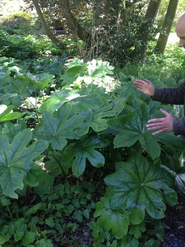 Подофилл podophyllum Versipellis
