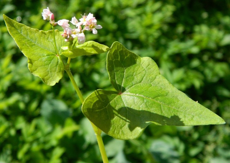 Fagopyrum tataricum гречиха Татарская