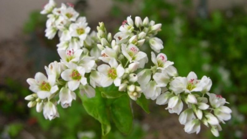 Алла гречиха