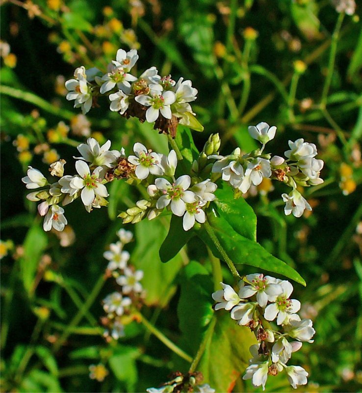 Fagopyrum cymosum