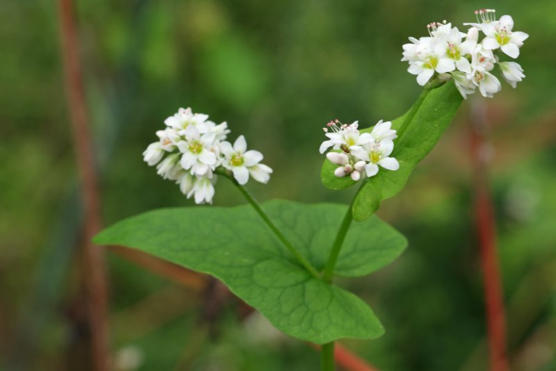 Гречиха (Fagopyrum esculentum)