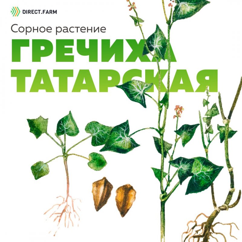 Гречиха Татарская сорняк