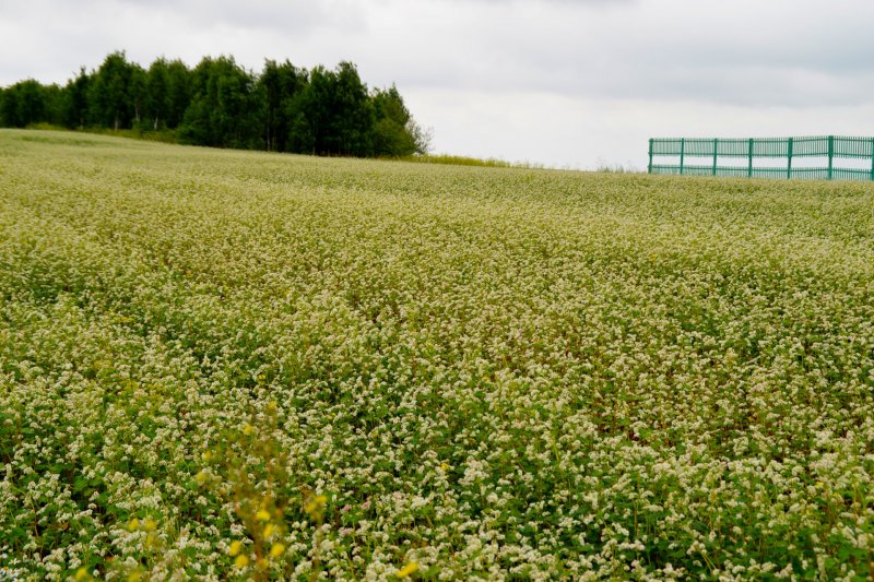 Гречиха посевная (Fagopyrum esculentum)