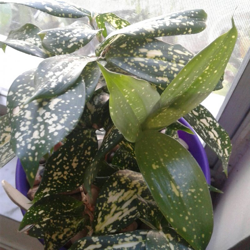 Драцена Годсефа Dracaena godseffiana Dracaena surculosa