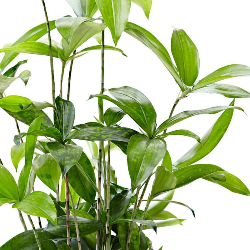 Dracaena surculosa