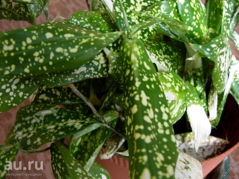 Драцена Годсефа/(Dracaena godseffiana).
