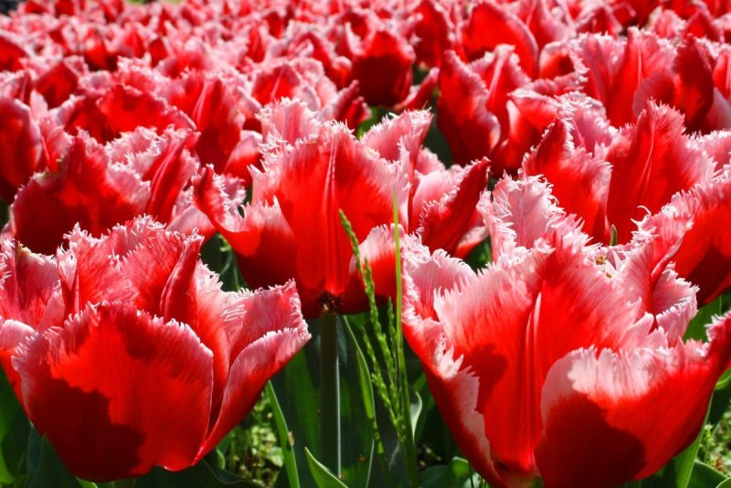 Тюльпан Tulipa