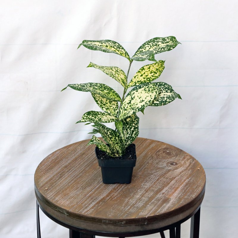 Dracaena surculosa