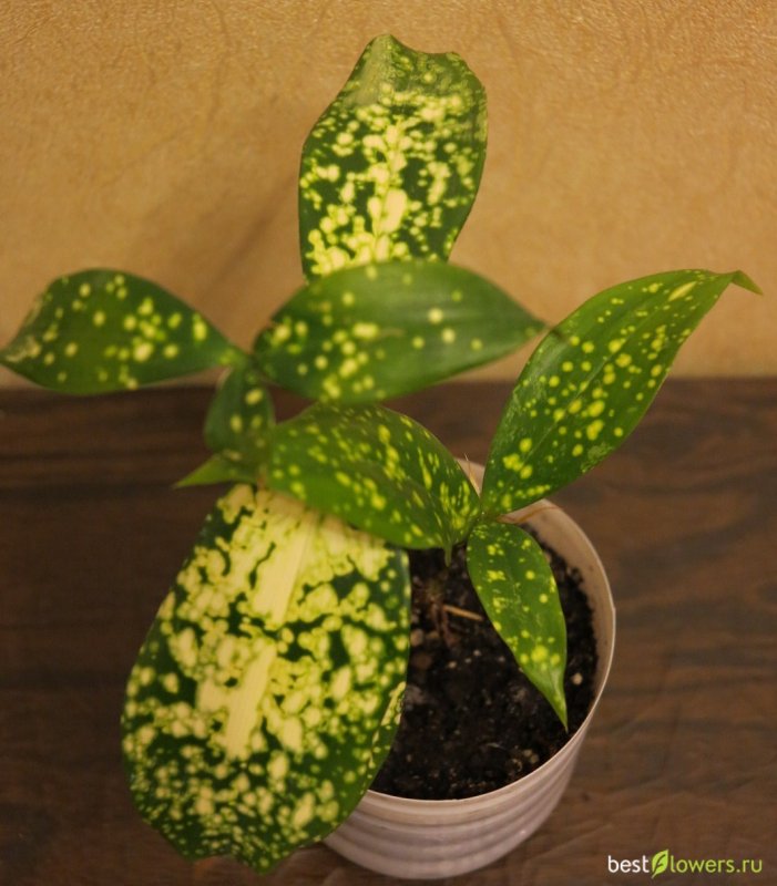 Драцена Годсефа Dracaena godseffiana Dracaena surculosa