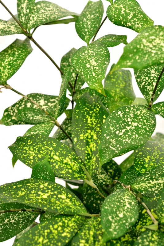 Dracaena surculosa
