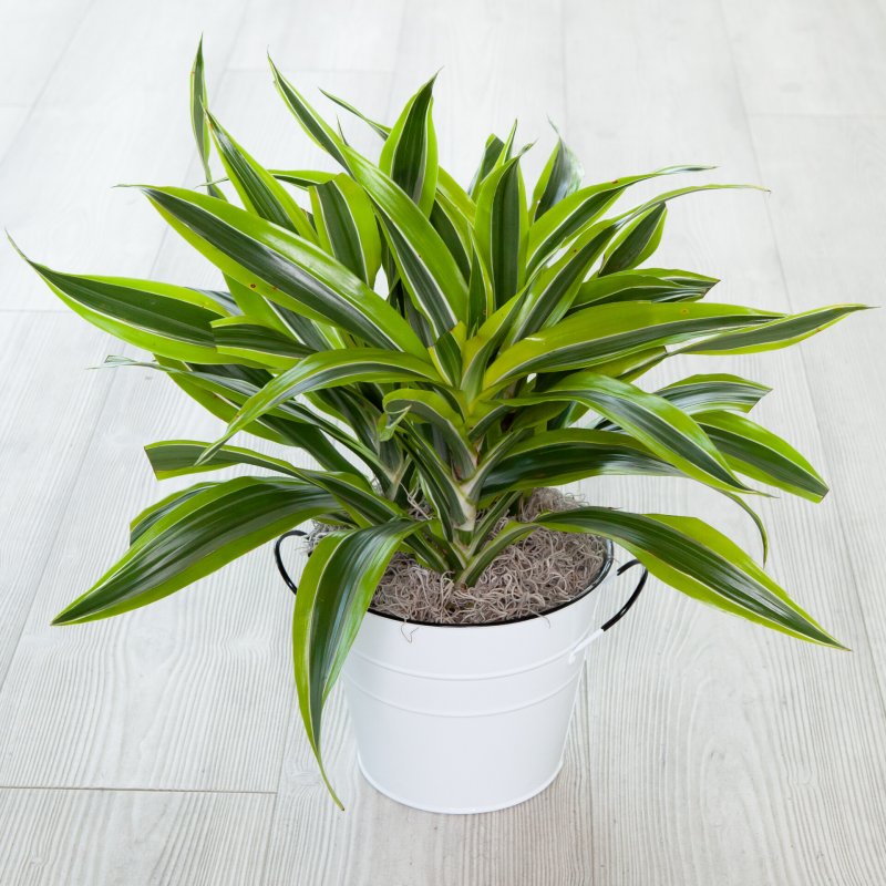 Dracaena surculosa 'Milky way
