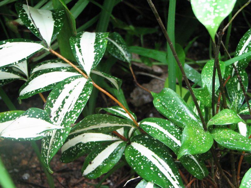 Драцена Годсефа/(Dracaena godseffiana).