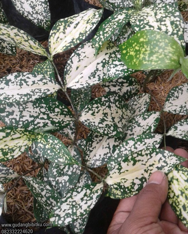 Dracaena surculosa