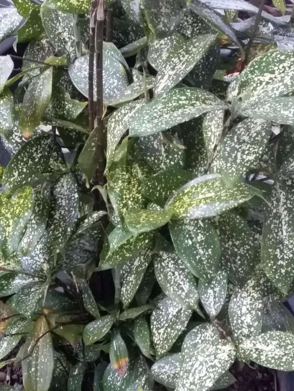 Gold Dust Dracaena