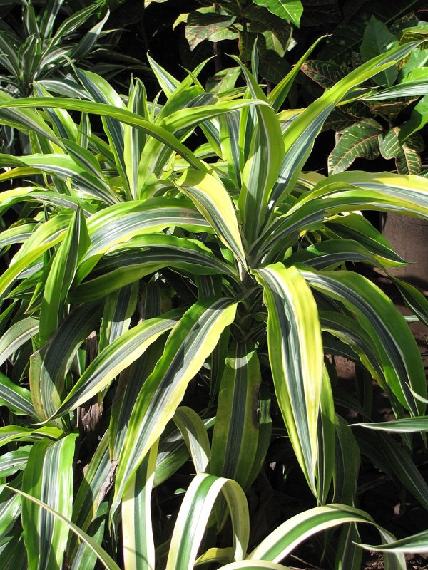 Драцена отогнутая (Dracaena Reflexa)
