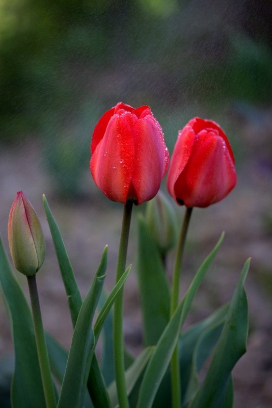 Тюльпан Tulipa