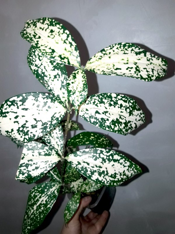 Dracaena surculosa
