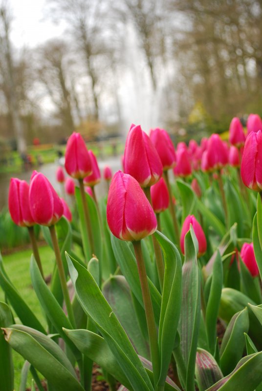 Тюльпан Tulipa