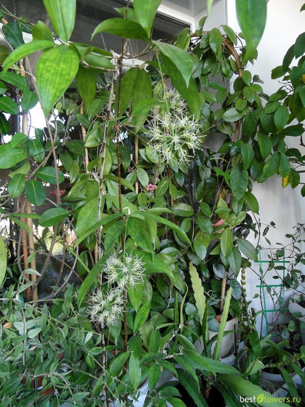 Dracaena surculosa 'Mike'
