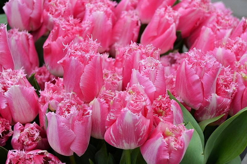 Тюльпаны розовые Tulipa