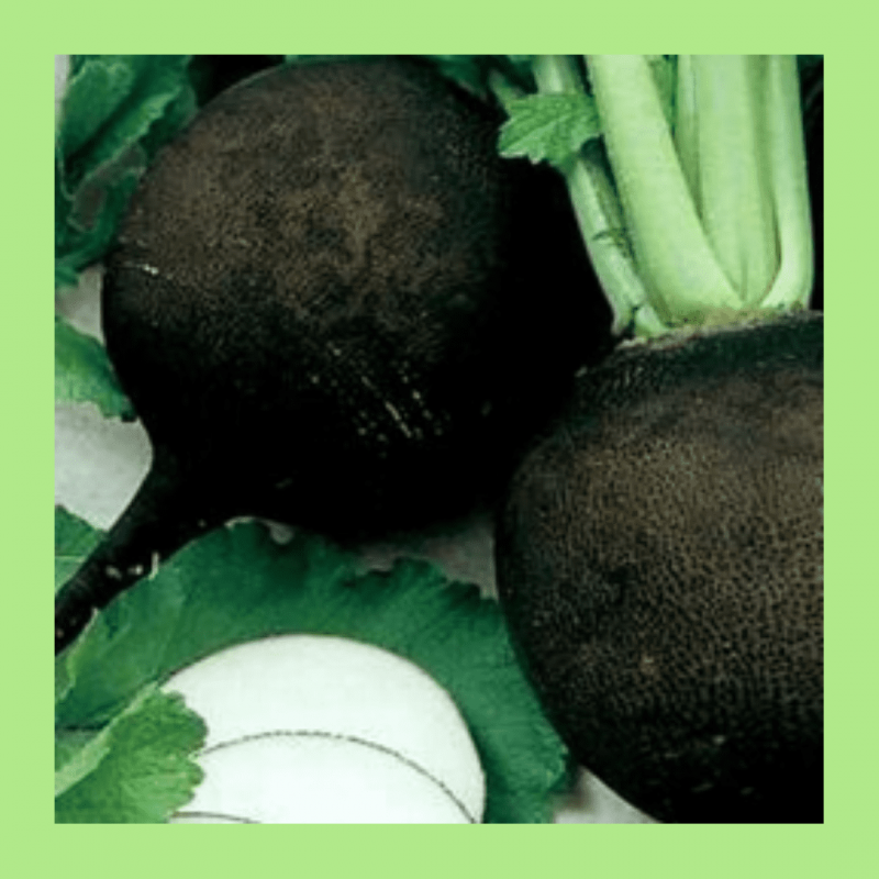 Редька чёрная ,Satimex Германская