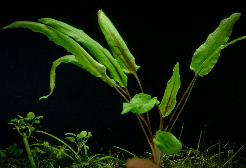 Криптокорина Вендта (Cryptocoryne wendtii)