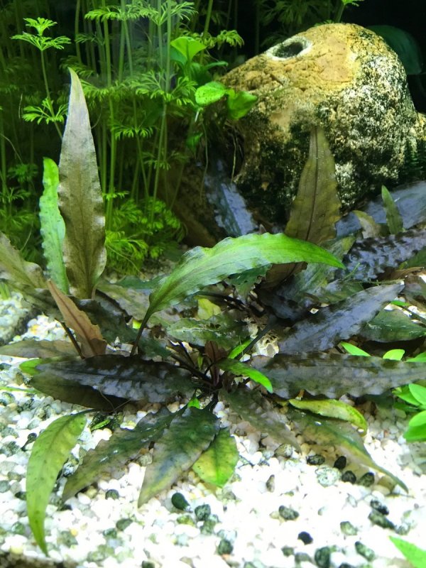 Cryptocoryne wendtii "Tropica"