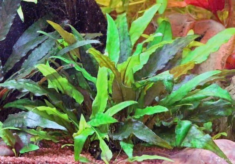 Cryptocoryne wendtii «Tropica»/ Криптокорина Вендта "Тропика"