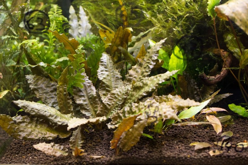 Cryptocoryne wendtii scurrilis