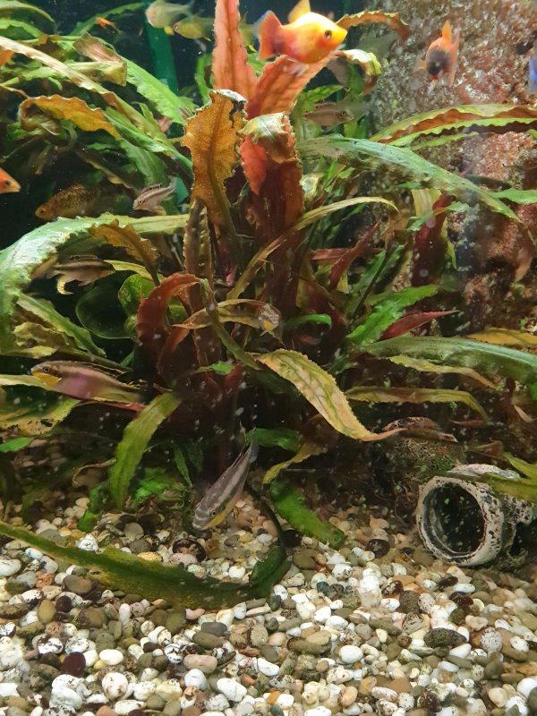 Вендта (Cryptocoryne wendtii