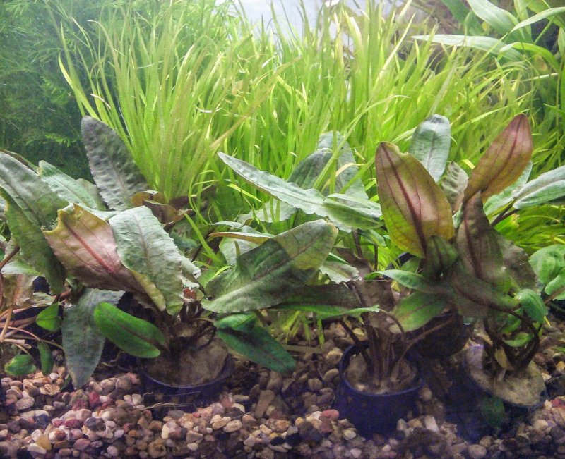 Cryptocoryne wendtii