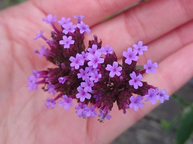 Вербена Magelana Lilac