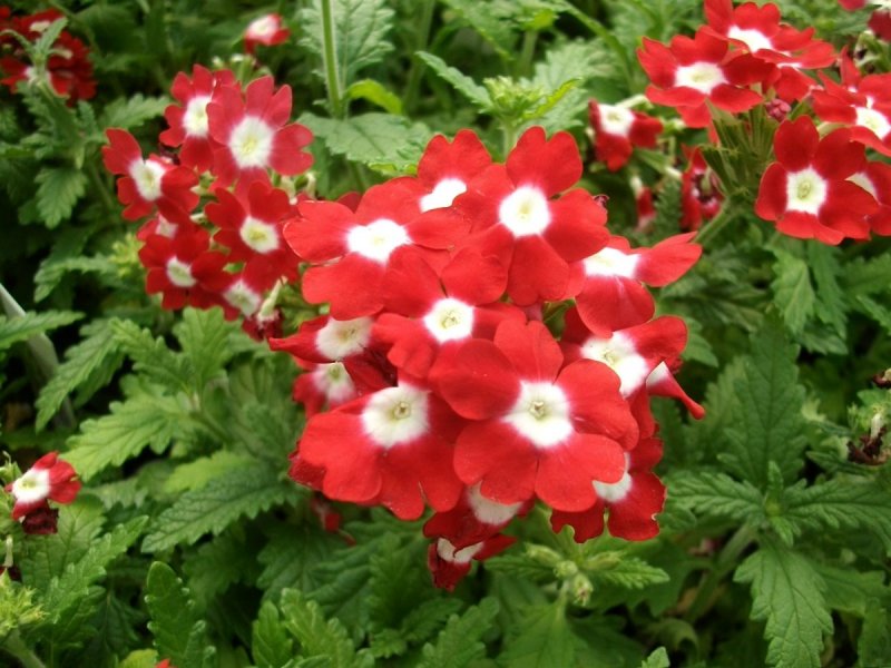 Вербена гибридная Obsession Red