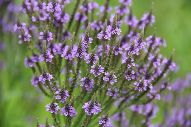 Verbena officinalis