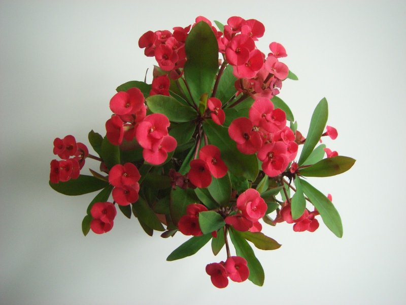 Молочай миля (Euphorbia milii