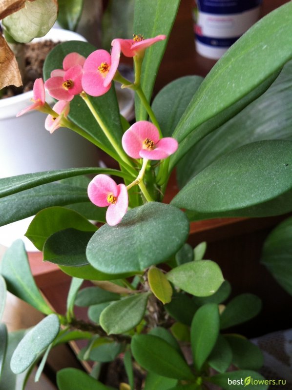 Молочай миля (Euphorbia milii