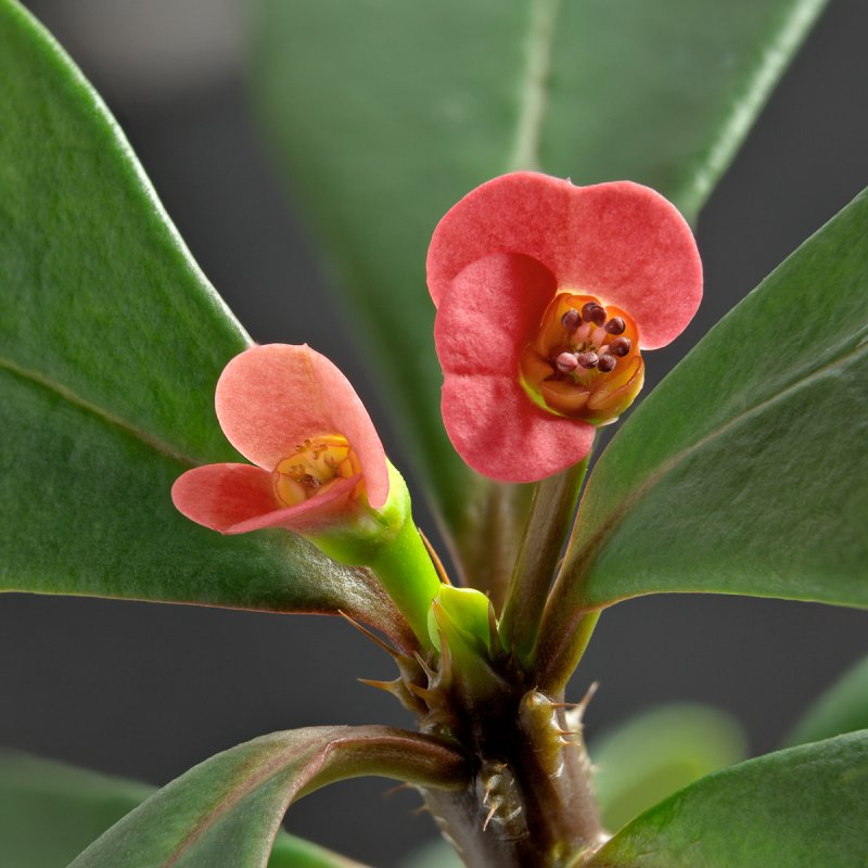Молочай миля (Euphorbia milii