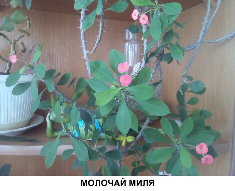 Молочай миля (Euphorbia milii