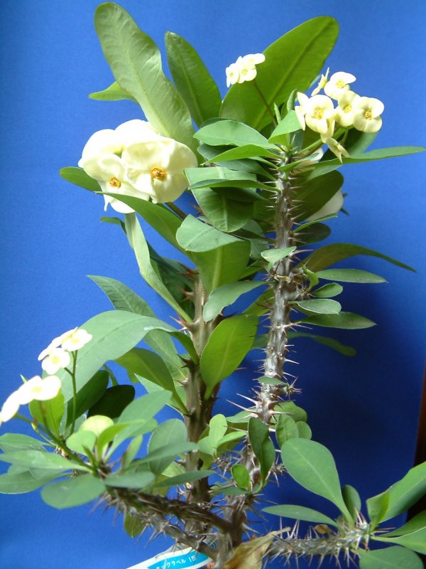 Молочай миля (Euphorbia milii
