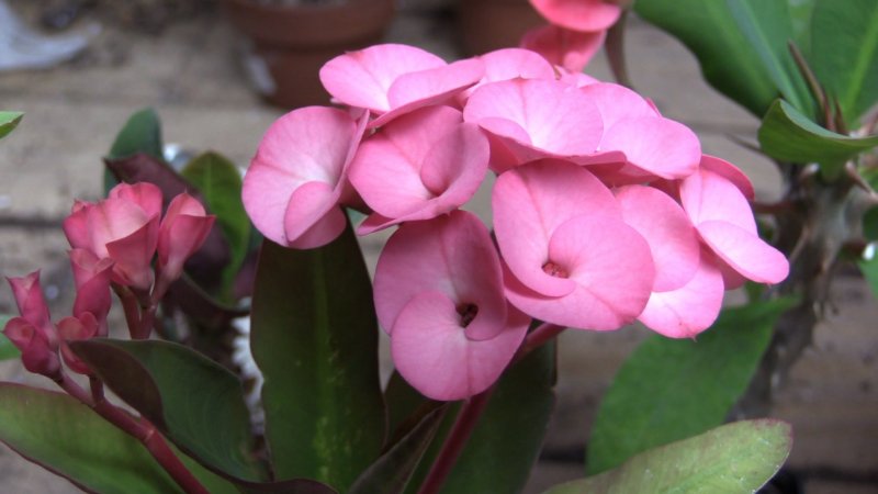 Молочай миля (Euphorbia milii