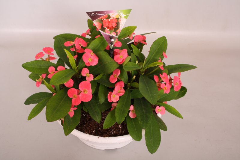 Роза Euphorbia